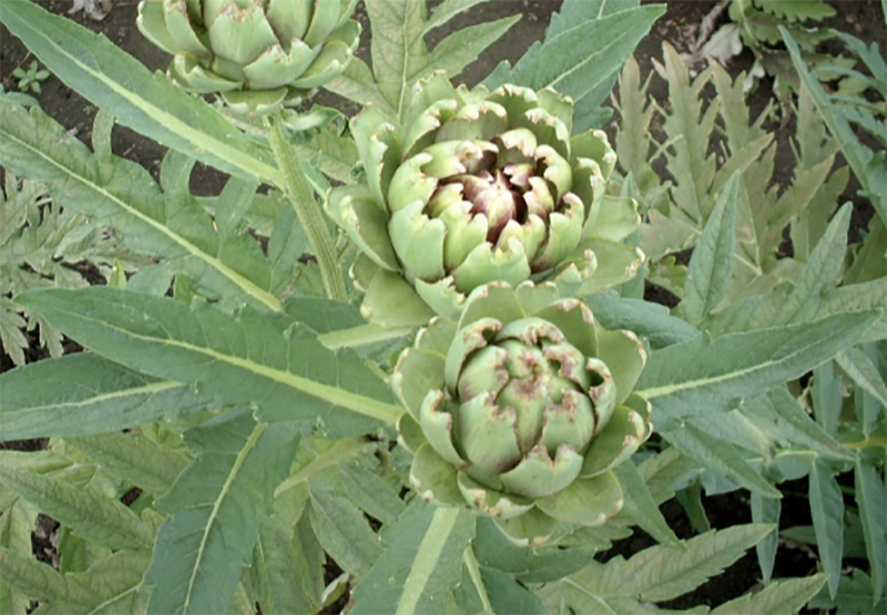 Cynara Scolymus (Artichoke)