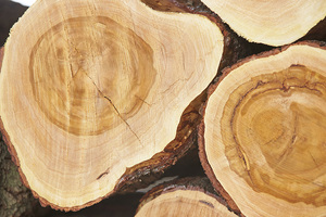 New distribution partnership for leading sandalwood producer Quintis recognises growing global trend