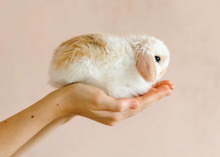 New Jersey bill to ban animal testing for cosmetics receives overwhelming support 