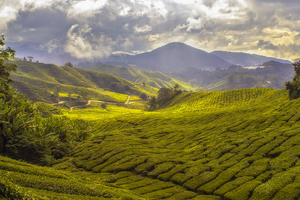 New map reveals sustainable palm oil locations for the first time
