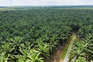 New palm oil-free diol: Cosphatec launches new COSMOS and NATRUE compliant propanediol natural palm free