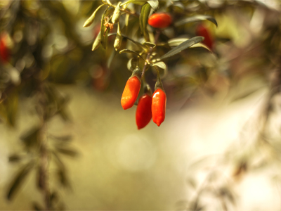 New study results on existing ingredients: InfraGuard,
KeraGuard, Alpine Rose Active & PhytoCellTec Goji
