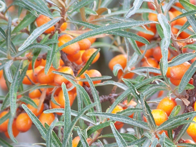 New ways Nordic berries are rejuvenating skin care