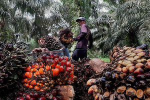 Nikko Chemicals joins global initiative for transparent palm oil supply chains