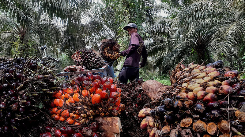 Nikko Chemicals joins global initiative for transparent palm oil supply chains