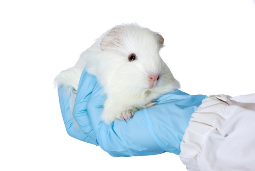 Non-animal method identifies allergy-causing chemicals
