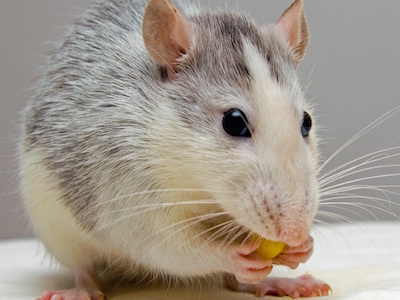 Non-animal testing lab seeks industry 'wish lists'
