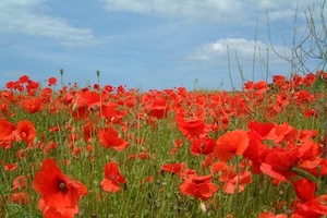 Northstar Lipids introduces English poppy seed oil