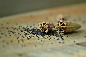 Northstar Lipids launches English Poppy Seed Oil
