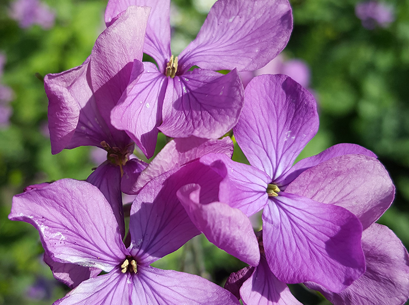 Northstar Lipids’ Lunaria (Honesty) seed oil