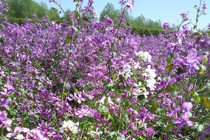 Northstar Lipids’ Lunaria (Honesty) seed oil