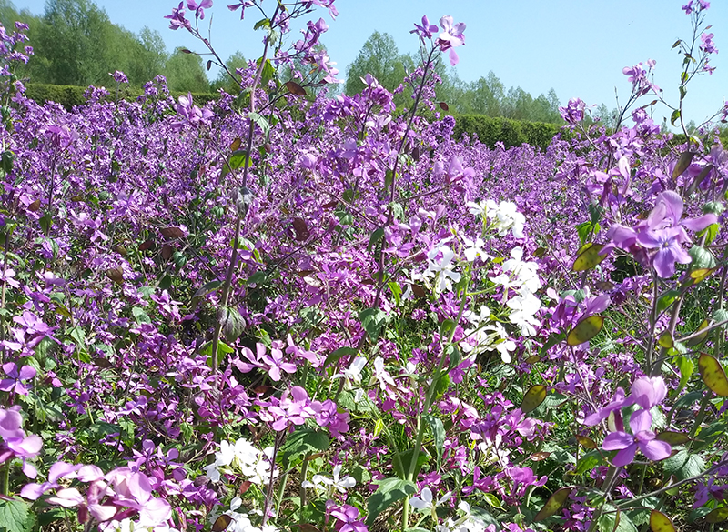 Northstar Lipids’ Lunaria (Honesty) seed oil