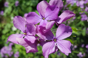 Northstar Lipids to showcase Lunaria Annua Seed oil at In-Cosmetics