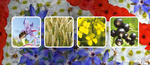 Northstar release new skin study report for UK oils