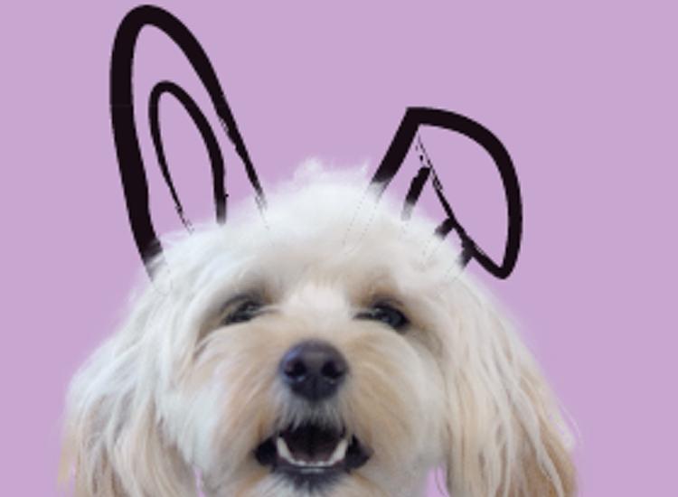 Noughty receives Leaping Bunny certification from Cruelty Free International