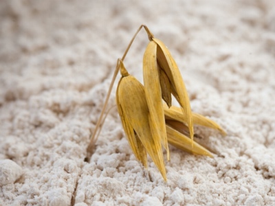 Oat COM passes in vivo trial