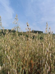 Oat Cosmetics applies for manufacturing process patent