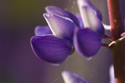 Oat Cosmetics cultivates lupin-derived peptides