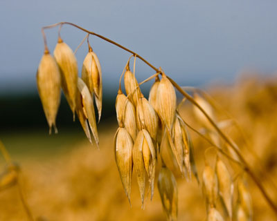 Oat Cosmetics gains Ecocert approval