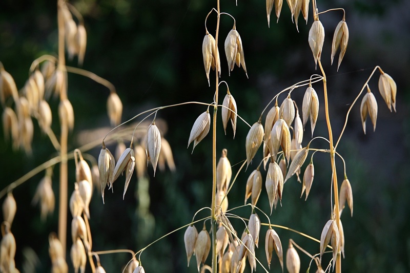 Oat Cosmetics launches skin identical lipid complex
