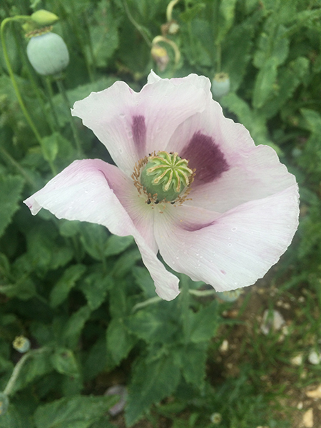Oat Cosmetics set to launch Virgin Poppy Seed Oil into the Global Market at in-cosmetics Asia