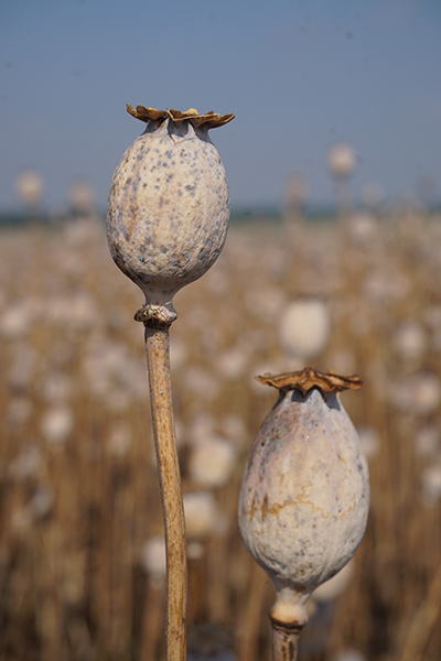 Oat Cosmetics set to launch Virgin Poppy Seed Oil into the Global Market at in-cosmetics Asia