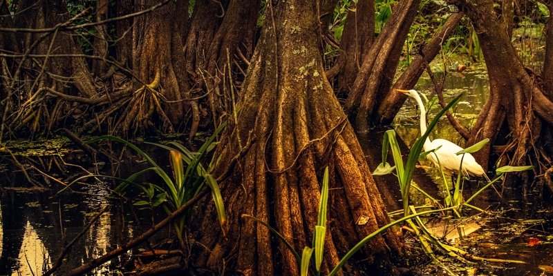 Offset not upset: Reducing carbon footprints wisely   