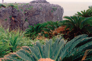 Okinawa’s long-lived islanders inspire ID bio