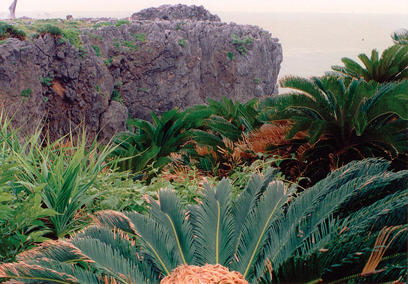 Okinawa’s long-lived islanders inspire ID bio
