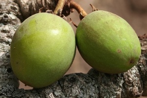 Olvea Vegetable Oils expands Shea butter range