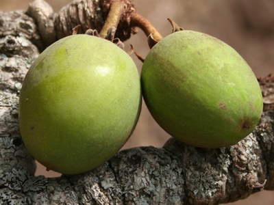 Olvea Vegetable Oils expands Shea butter range