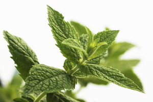 Omega Ingredients partners with Lebermuth