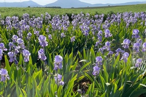 ‘One of the most expensive products in perfumery’: What’s behind fragrance’s love affair with orris?