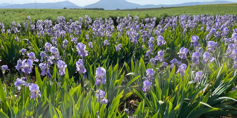 ‘One of the most expensive products in perfumery’: What’s behind fragrance’s love affair with orris?