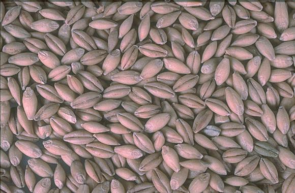 ORF creates green growth factors