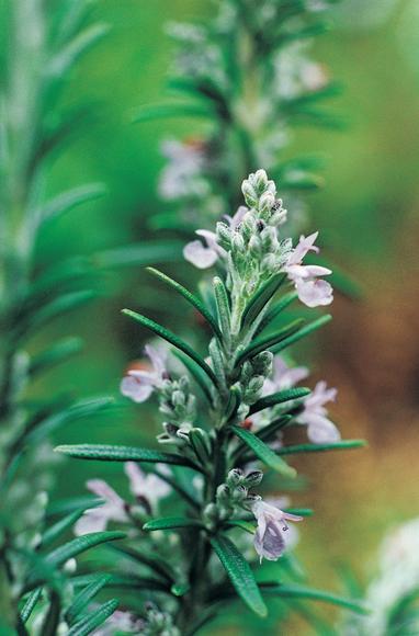 Organic cosmetics may not come so naturally