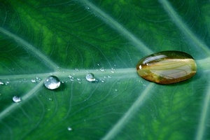 Organic Monitor rebrands as Ecovia Intelligence
