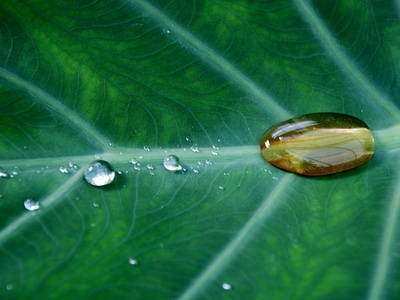 Organic Monitor rebrands as Ecovia Intelligence
