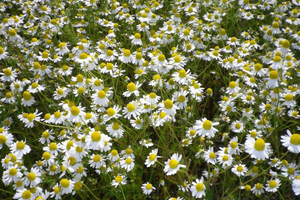 Chamomile CO2 extracts for a wide range of applications
