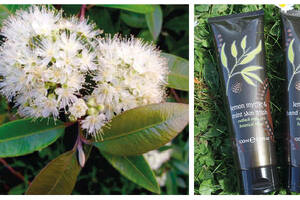 Outback Organics explain the amazing benefits of lemon myrtle oil