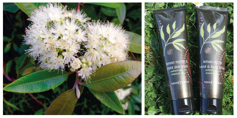 Outback Organics explain the amazing benefits of lemon myrtle oil
