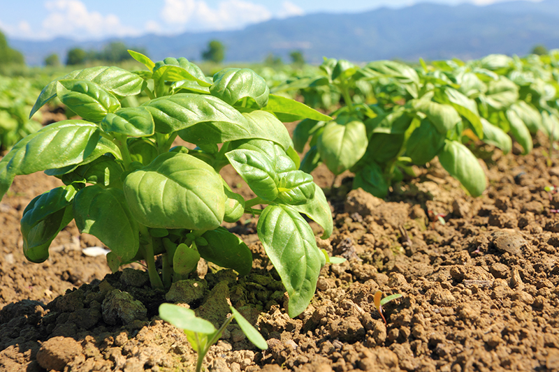 Overcoming challenges: Lessons from a fragrance ingredient supplier
