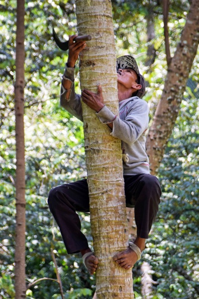 P&G, BASF and Cargill put support behind coconut farmers to boost transparency  
