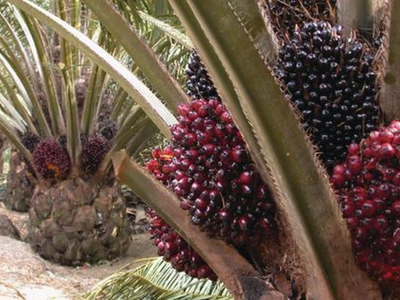 P&G commits to improving palm oil practices 