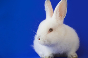 P&G joins the campaign against animal testing as Humane Society International's new partner 