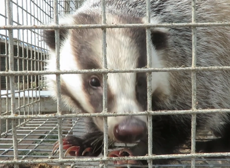 Penhaligon's pulls badger hair 'blood brushes' from all of its stores

