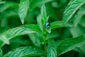 Peppermint tipped as next big male fragrance trend