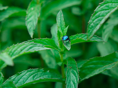 Peppermint tipped as next big male fragrance trend
