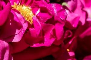 Phytessence French Rose EC, the floral elixir for naturally hydrated skin
