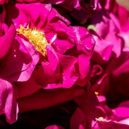 Phytessence French Rose EC, the floral elixir for naturally hydrated skin